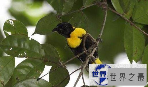 【图】世界上最奇异的10种动物，你一个都没见过(组图