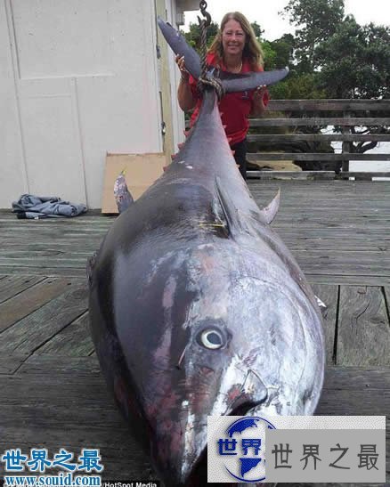 【图】世界上最大的金枪鱼，日本捕获834斤(可供3000食用