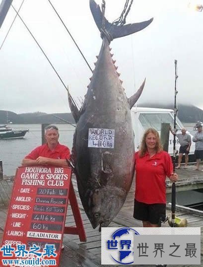 【图】世界上最大的金枪鱼，日本捕获834斤(可供3000食用