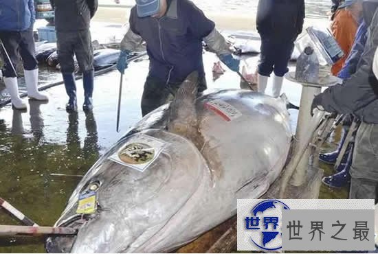 【图】世界上最大的金枪鱼，日本捕获834斤(可供3000食用