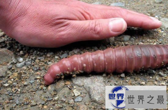 【图】世界上最大的蚯蚓，澳大利亚巨型蚯蚓长达3米