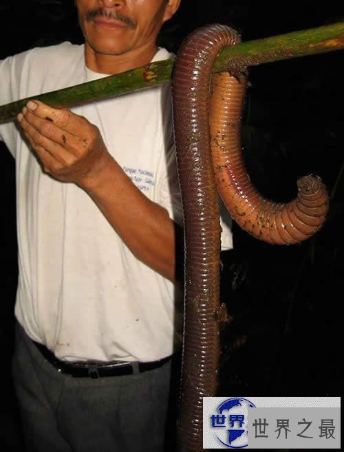 【图】世界上最大的蚯蚓，澳大利亚巨型蚯蚓长达3米