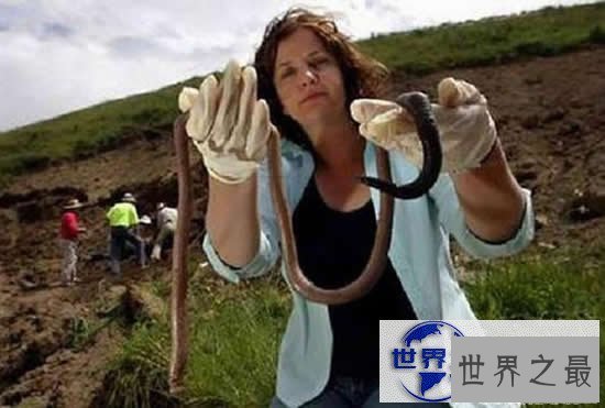 【图】世界上最大的蚯蚓，澳大利亚巨型蚯蚓长达3米