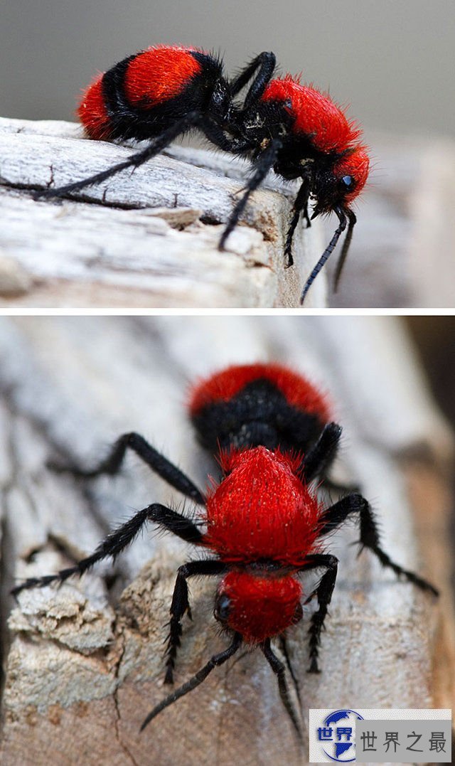 【图】地球上颜色最诡异的动物大全，你绝对没见过(图