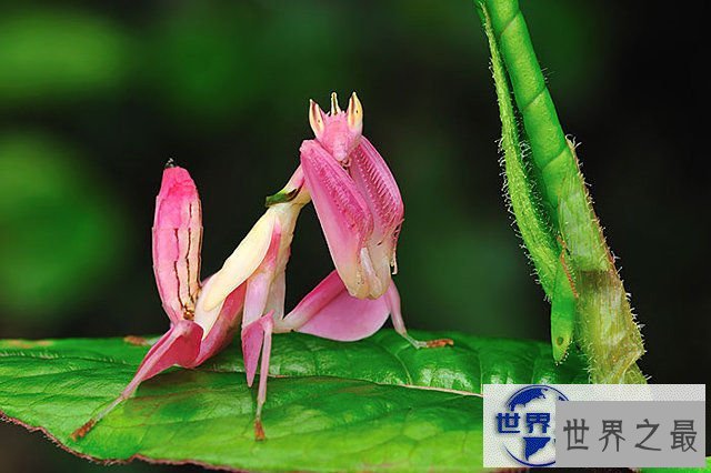 【图】地球上颜色最诡异的动物大全，你绝对没见过(图