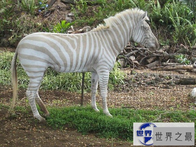 【图】地球上颜色最诡异的动物大全，你绝对没见过(图