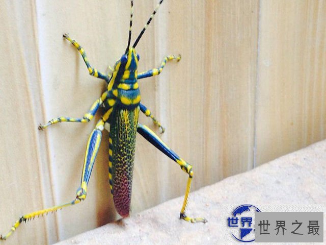 【图】地球上颜色最诡异的动物大全，你绝对没见过(图