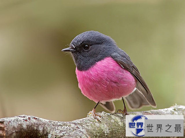 【图】地球上颜色最诡异的动物大全，你绝对没见过(图