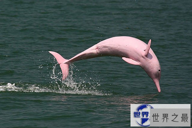 【图】地球上颜色最诡异的动物大全，你绝对没见过(图