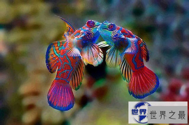 【图】地球上颜色最诡异的动物大全，你绝对没见过(图