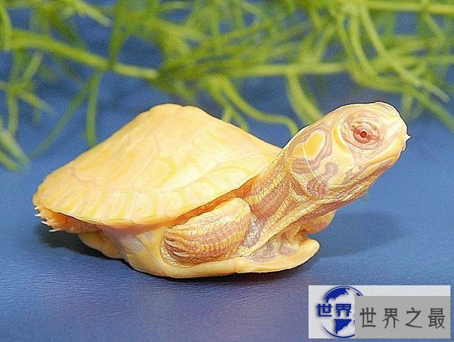 【图】地球上颜色最诡异的动物大全，你绝对没见过(图