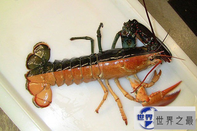 【图】地球上颜色最诡异的动物大全，你绝对没见过(图