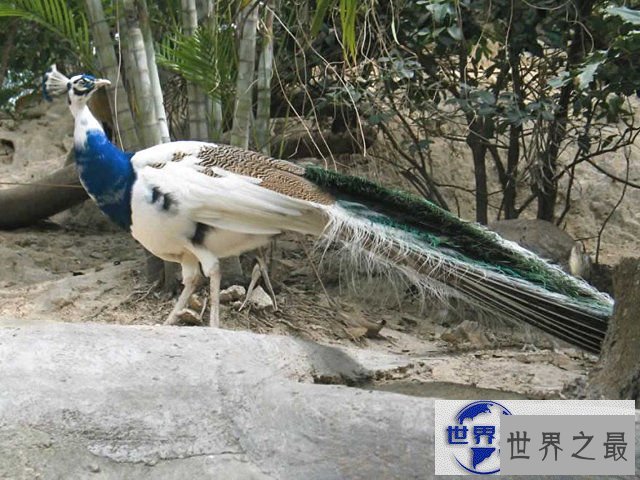 【图】地球上颜色最诡异的动物大全，你绝对没见过(图