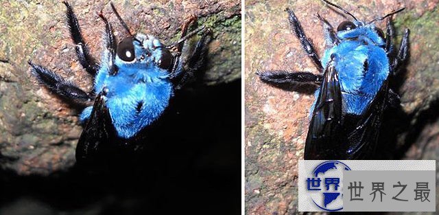 【图】地球上颜色最诡异的动物大全，你绝对没见过(图