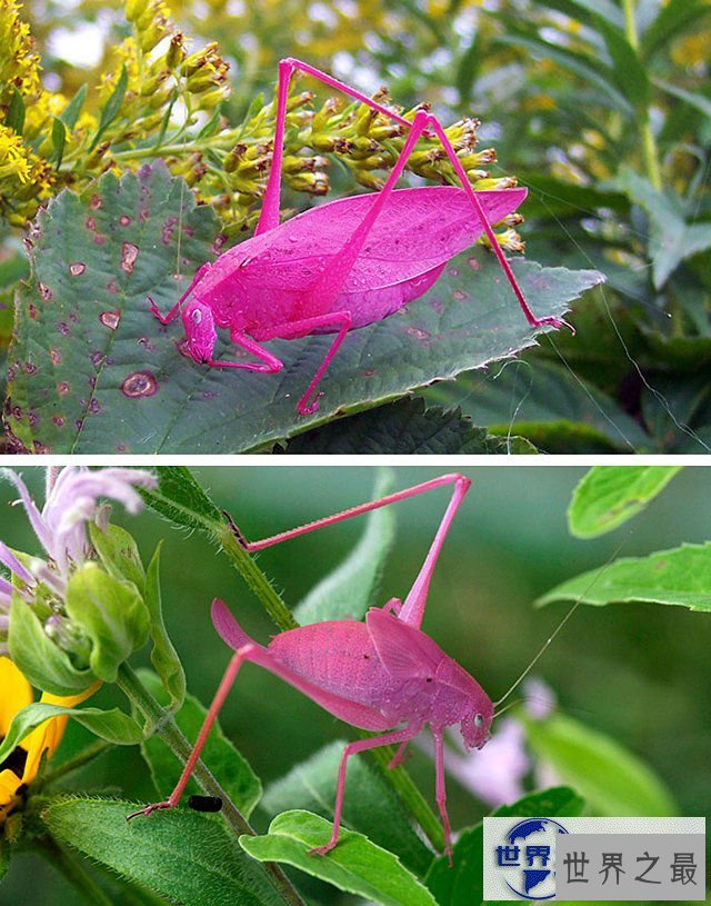 【图】地球上颜色最诡异的动物大全，你绝对没见过(图