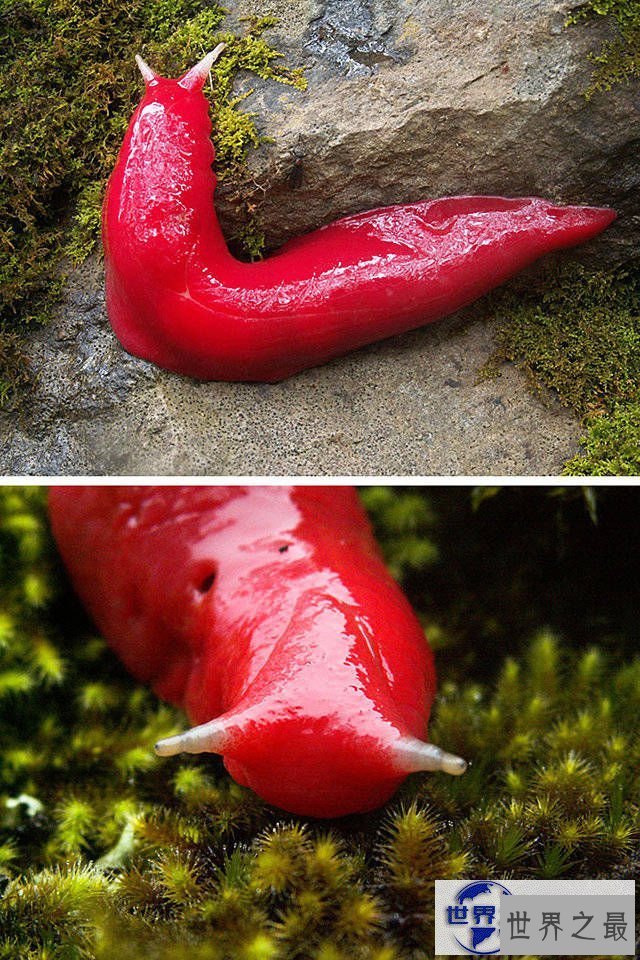 【图】地球上颜色最诡异的动物大全，你绝对没见过(图