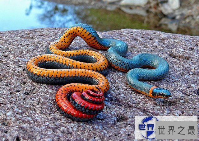 【图】地球上颜色最诡异的动物大全，你绝对没见过(图