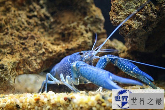 【图】地球上颜色最诡异的动物大全，你绝对没见过(图