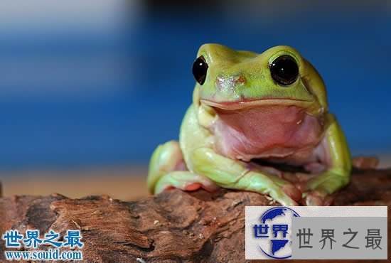 【图】世界上最可爱的青蛙，老爷树蛙(肥胖又可爱)