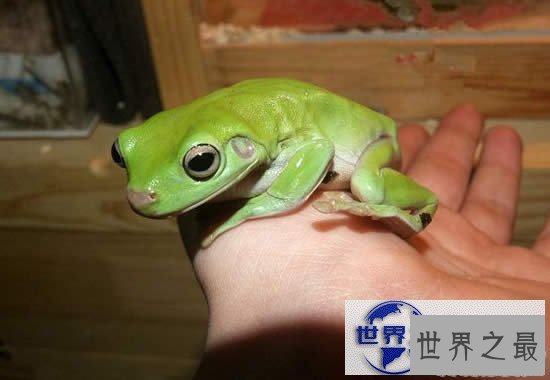 【图】世界上最可爱的青蛙，老爷树蛙(肥胖又可爱)