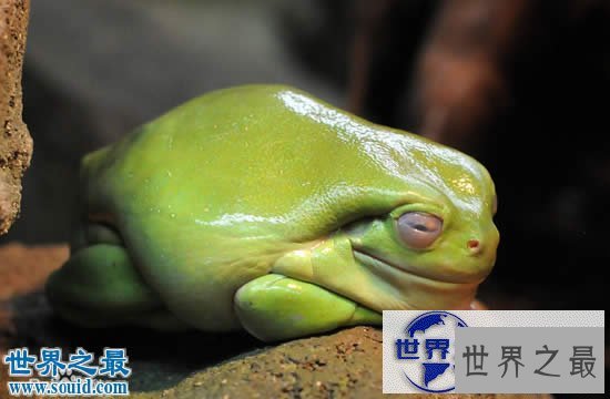 【图】世界上最可爱的青蛙，老爷树蛙(肥胖又可爱)