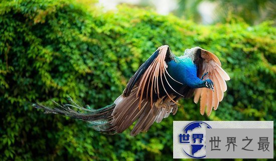 【图】世界上最美的孔雀，飞起来的孔雀如仙鸟下凡(图