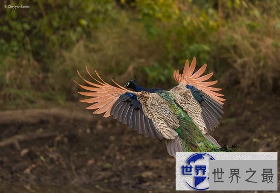 【图】世界上最美的孔雀，飞起来的孔雀如仙鸟下凡(图