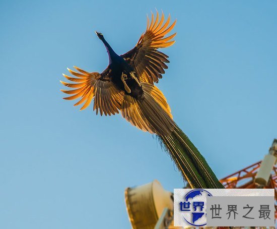 【图】世界上最美的孔雀，飞起来的孔雀如仙鸟下凡(图