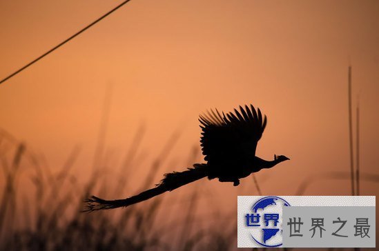 【图】世界上最美的孔雀，飞起来的孔雀如仙鸟下凡(图