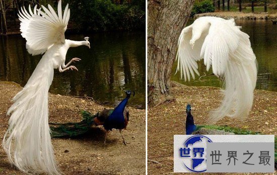 【图】世界上最美的孔雀，飞起来的孔雀如仙鸟下凡(图