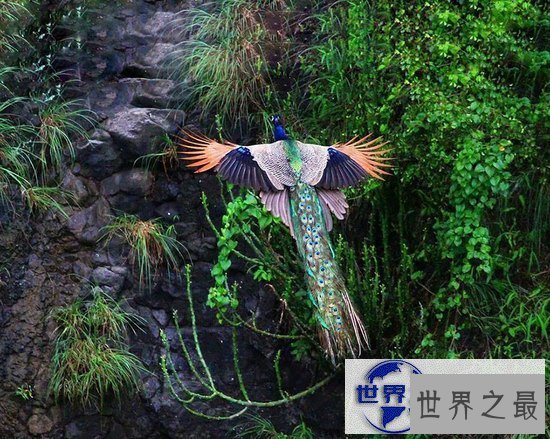【图】世界上最美的孔雀，飞起来的孔雀如仙鸟下凡(图