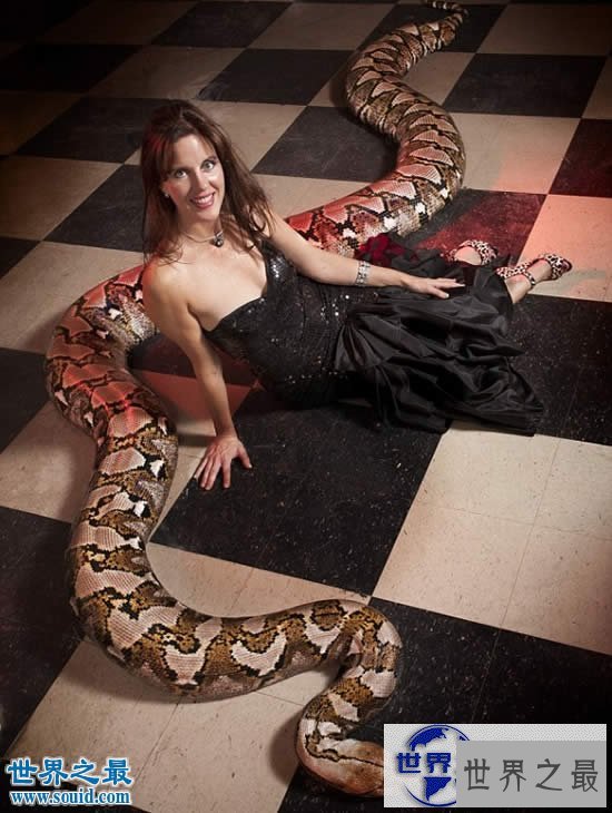 【图】世界上最大的圈养蛇，长7.62米/重272斤