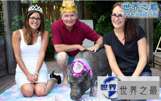 【图】世界上寿命最长的猪，活了23年的宠物猪