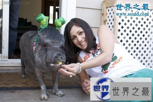 【图】世界上寿命最长的猪，活了23年的宠物猪