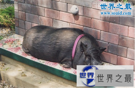 【图】世界上寿命最长的猪，活了23年的宠物猪