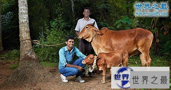 【图】世界上最矮的牛，仅高61厘米(比狗还矮)