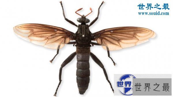 【图】世界上最大的苍蝇，长达0.23米的大蚊