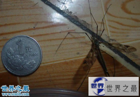 【图】世界上最大的苍蝇，长达0.23米的大蚊