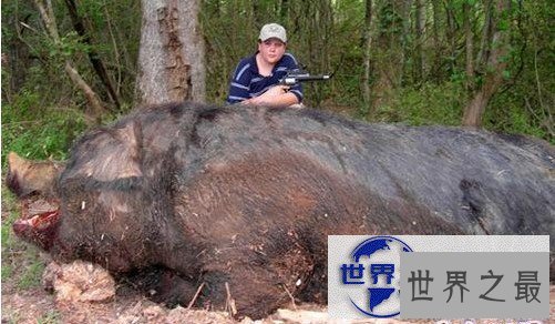 【图】世界上最大的野猪，454公斤的野猪(图)