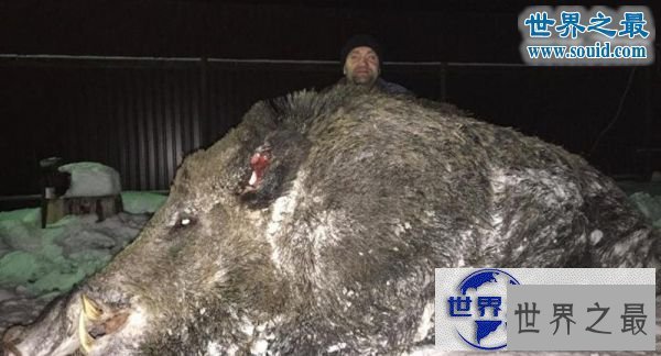 【图】世界上最大的野猪，454公斤的野猪(图)