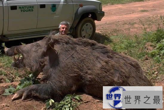 【图】世界上最大的野猪，454公斤的野猪(图)