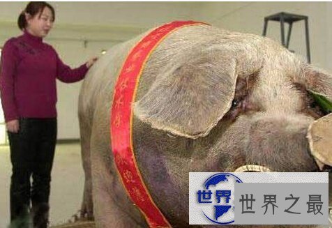 【图】世界上最大的野猪，454公斤的野猪(图)