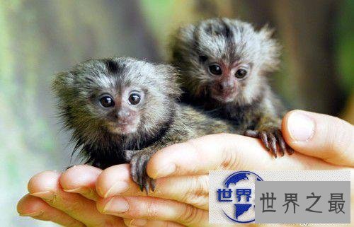 【图】地球上最小的生物,盘点世界上最小的动物