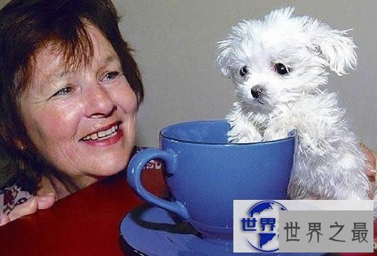 【图】地球上最小的生物,盘点世界上最小的动物