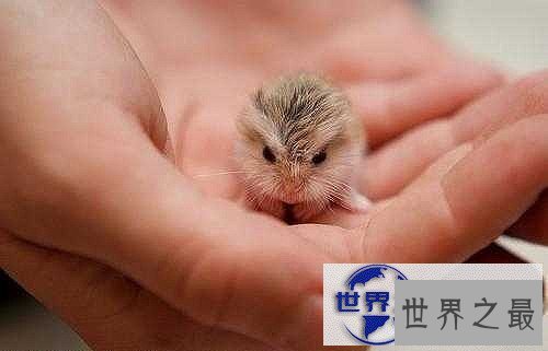 【图】地球上最小的生物,盘点世界上最小的动物