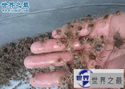 【图】地球上最小的生物,盘点世界上最小的动物