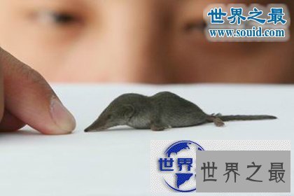 【图】世界上最小的哺乳动物，鼩鼱(长4厘米/重3克)