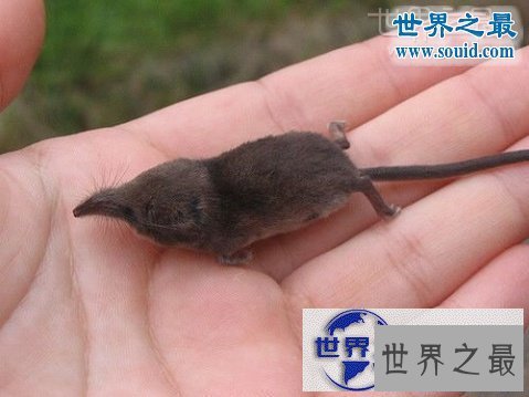 【图】世界上最小的哺乳动物，鼩鼱(长4厘米/重3克)