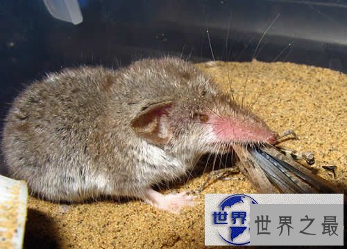 【图】世界上最小的哺乳动物，鼩鼱(长4厘米/重3克)