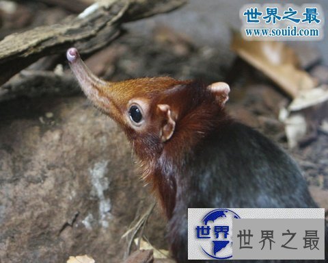 【图】世界上最小的哺乳动物，鼩鼱(长4厘米/重3克)